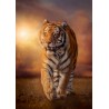 Clementoni - Puzzle High Quality Collection Tiger, No Color, 1500 Pezzi - CL31806