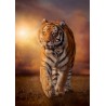Clementoni - Puzzle High Quality Collection Tiger, No Color, 1500 Pezzi - CL31806