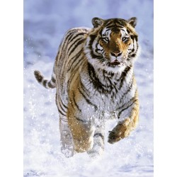 Ravensburger - Puzzle Tigre nella Neve da Adulti, Multicolore, 500 Pezzi, 878509