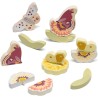 SEVI Mix & Match Fiori & Farfalle (15 pz) giocattoli educativi in legno, giochi 2+ | Nature Botanical | modello 83138