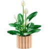 LEGO Botanicals Spatifillo 11504 - Set per Adulti di Piante Artificiali con Vaso, Fiori Bianchi Finti e Boccioli - Decorazione 