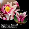 LEGO 11510 Botanicals Rametti di Magnolia - Set di Fiori Finti per Adulti - 5 Magnolie Artificiali per Decorare il Soggiorno o 