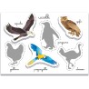 Clementoni Sapientino Montessori - Gli Animali, Gioco Educativo Metodo Montessoriano per Bambini 3-5 Anni, per Scoprire e Class