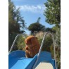 ODS My vip - Kawaii Capibara 30 cm